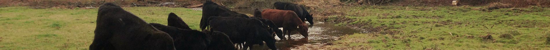 Leid Farms farm photo of cows drinking water